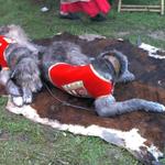 Wolfshunde.jpg