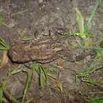 dsc00355.jpg