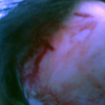 dsc00135.jpg